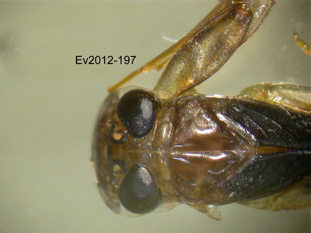 head and thorax dorsal