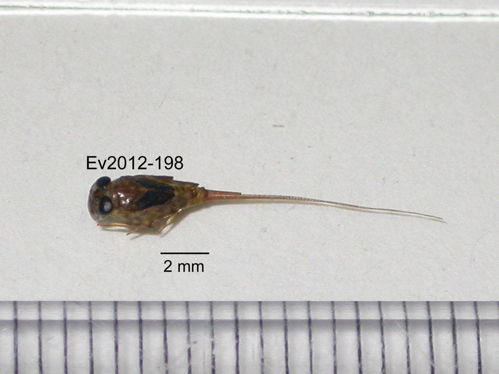dorsal