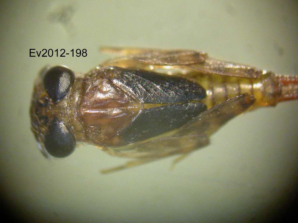 dorsal