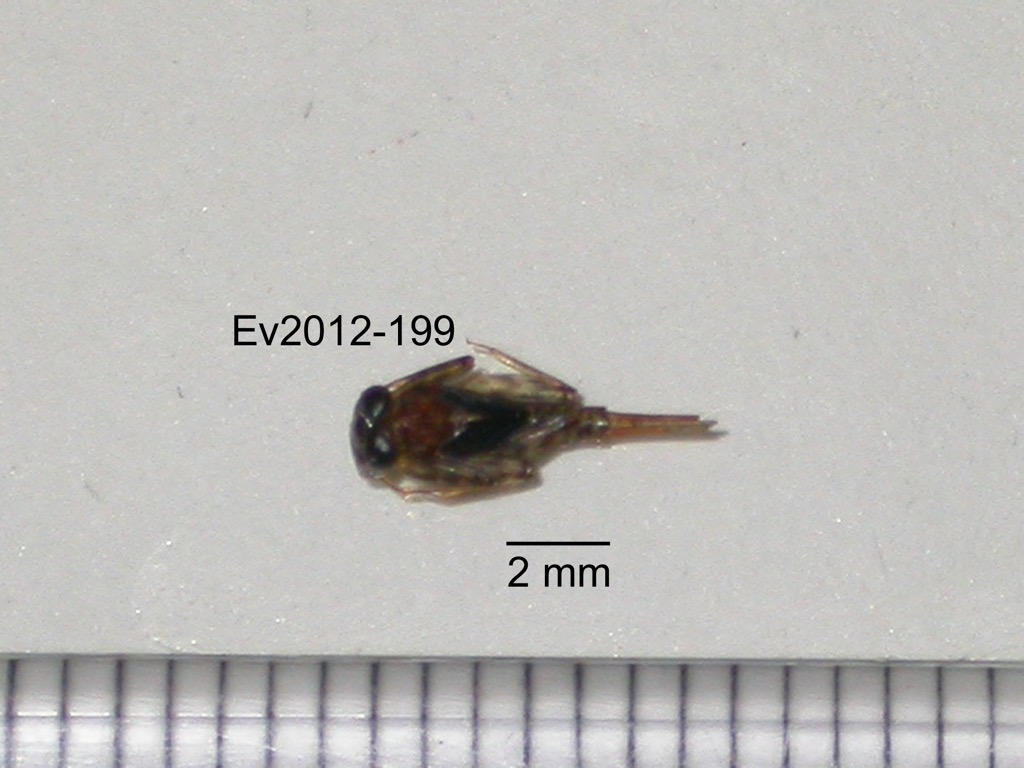 dorsal
