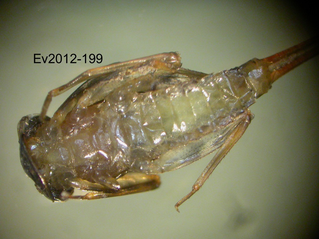 ventral