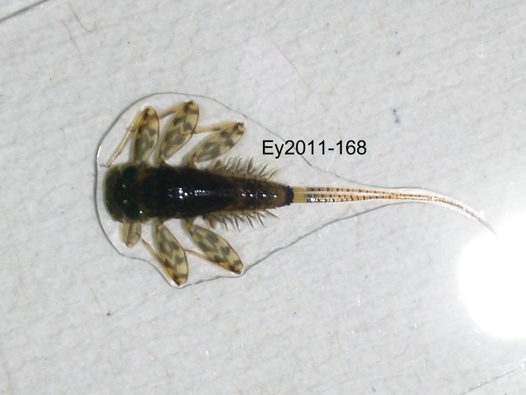 dorsal