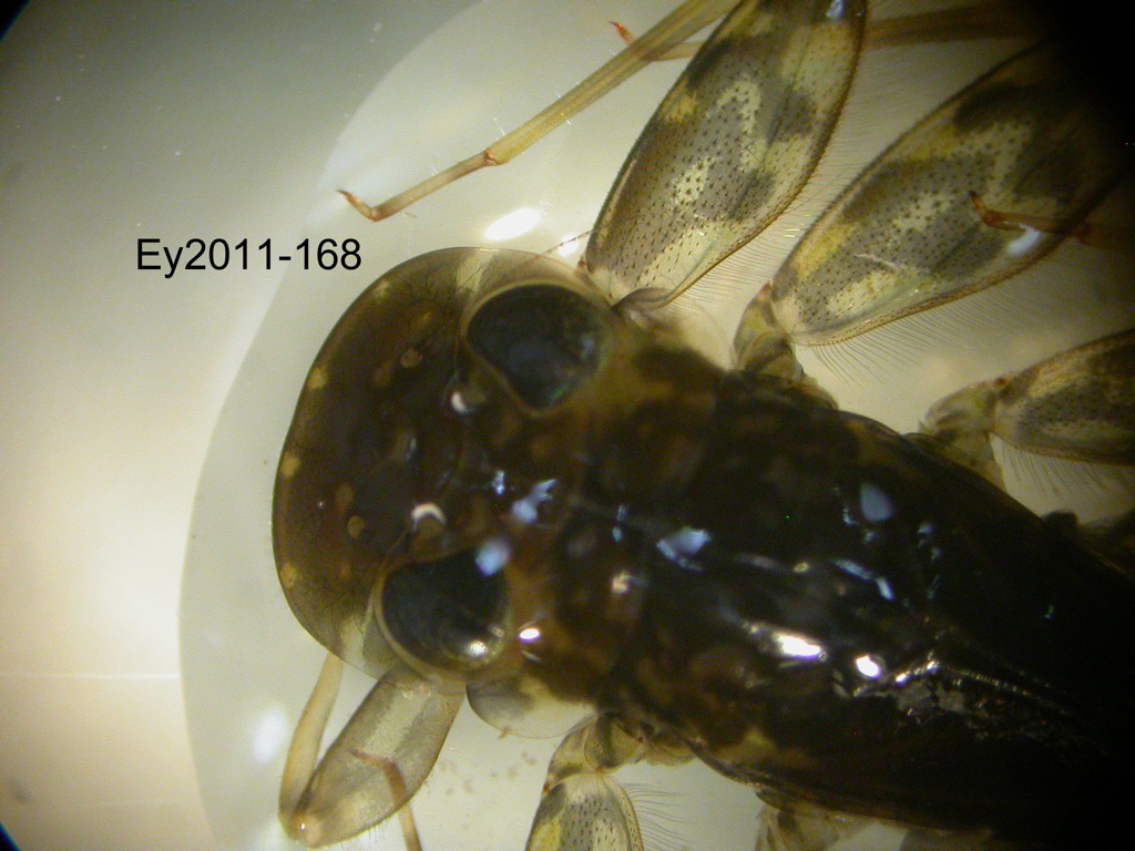 head and thorax dorsal