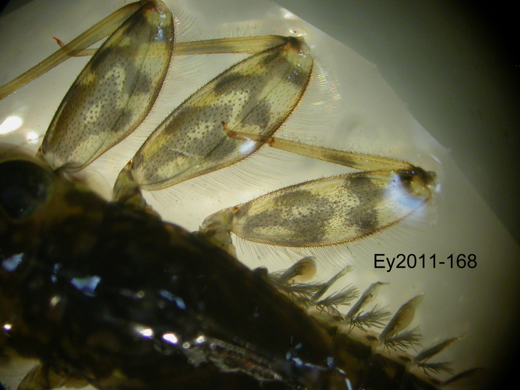 leg dorsal