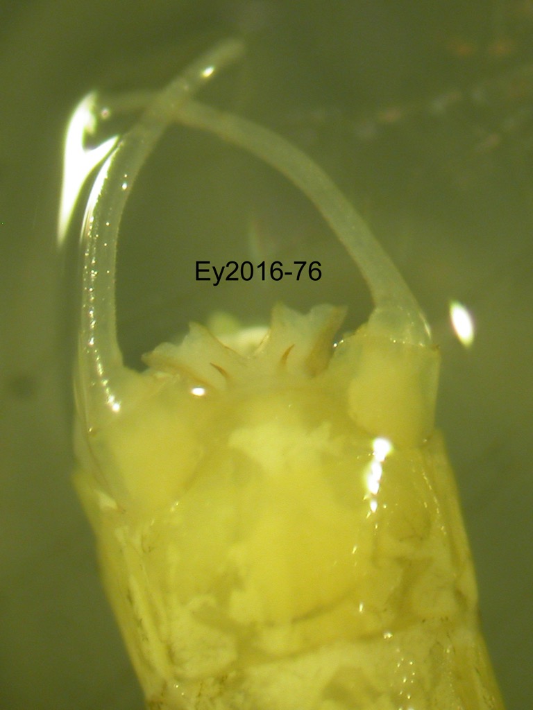 genitalia ventral