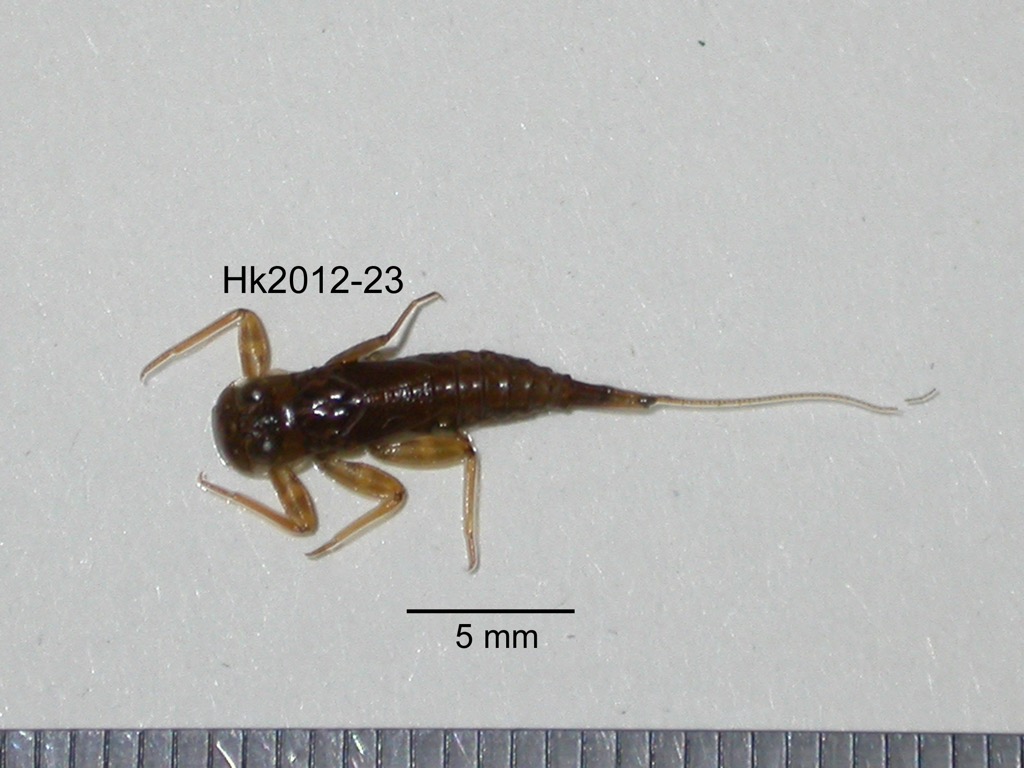 dorsal