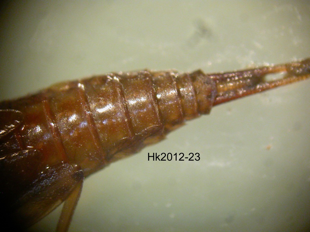 abdomen dorsal