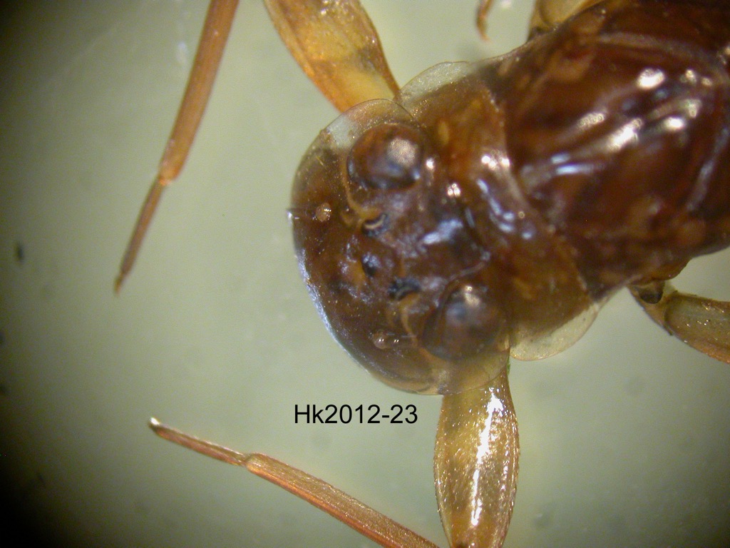 head and thorax dorsal