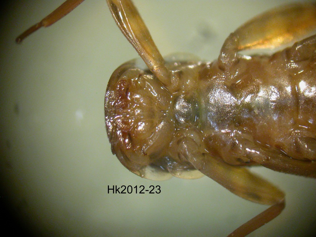 head and thorax ventral
