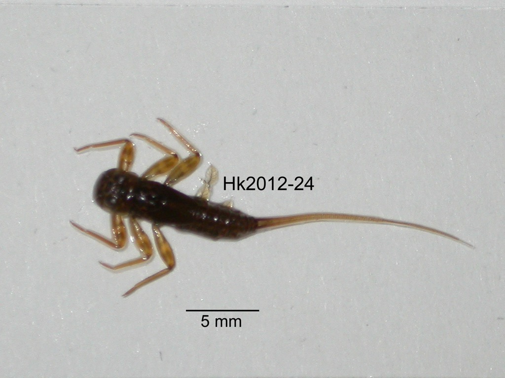 dorsal