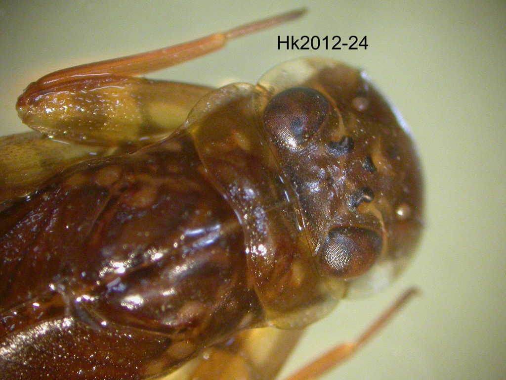 head and thorax dorsal