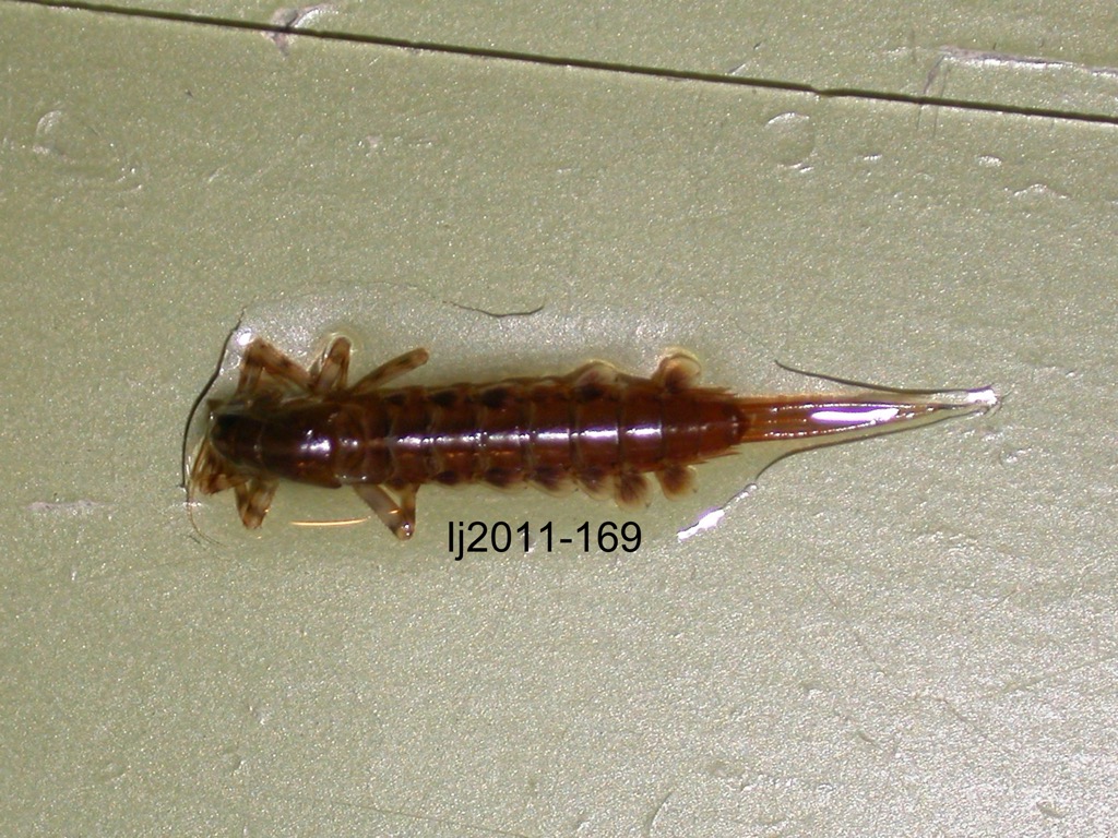 dorsal