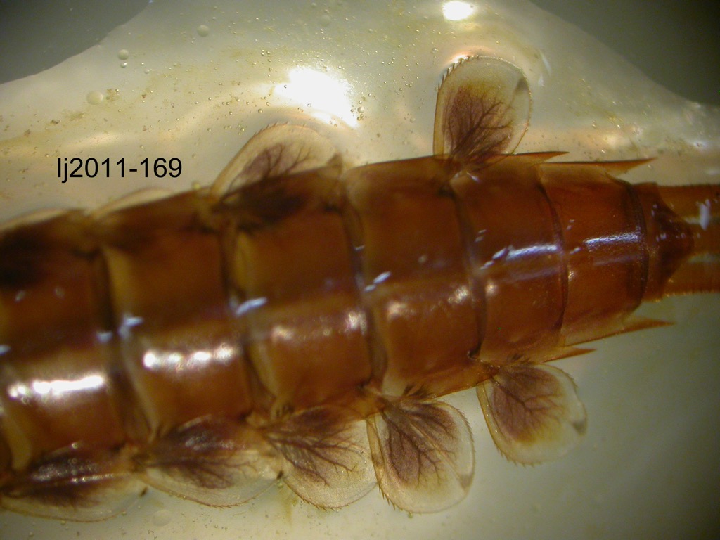 abdomen dorsal