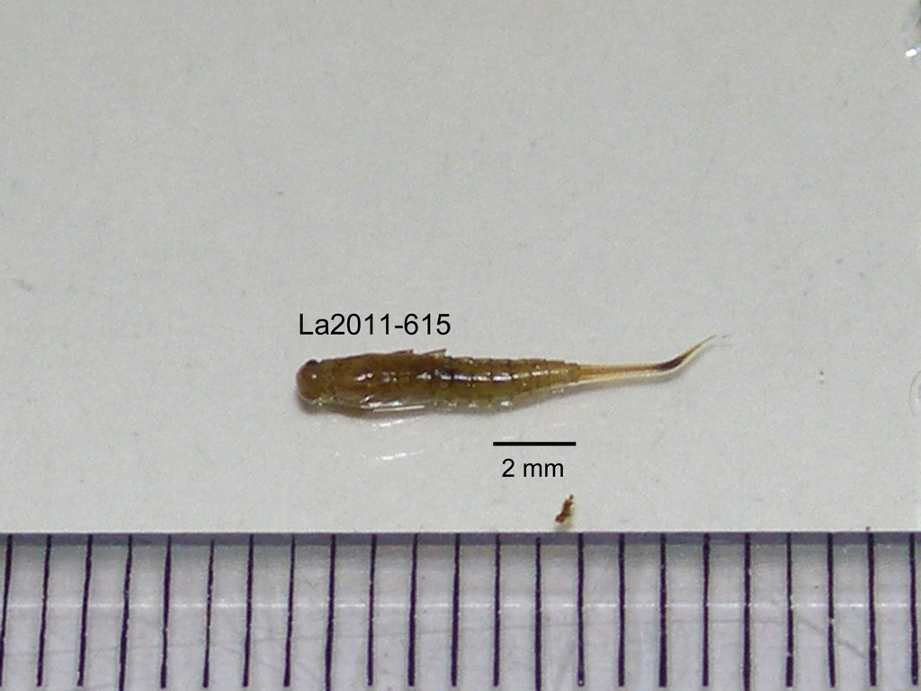 dorsal