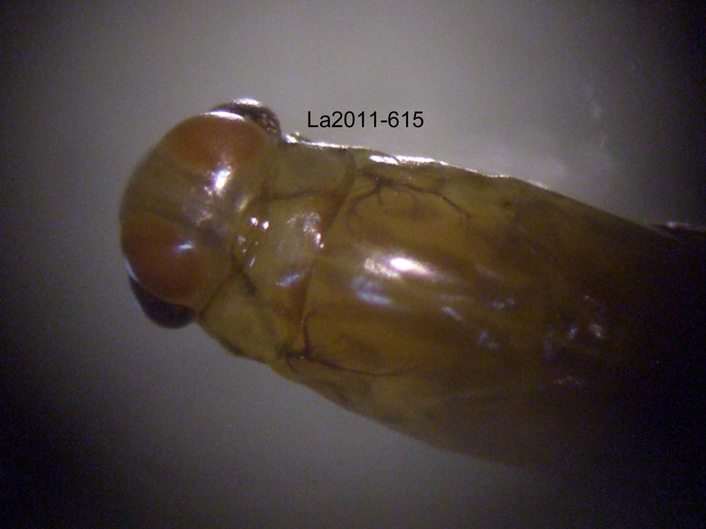 head and thorax dorsal