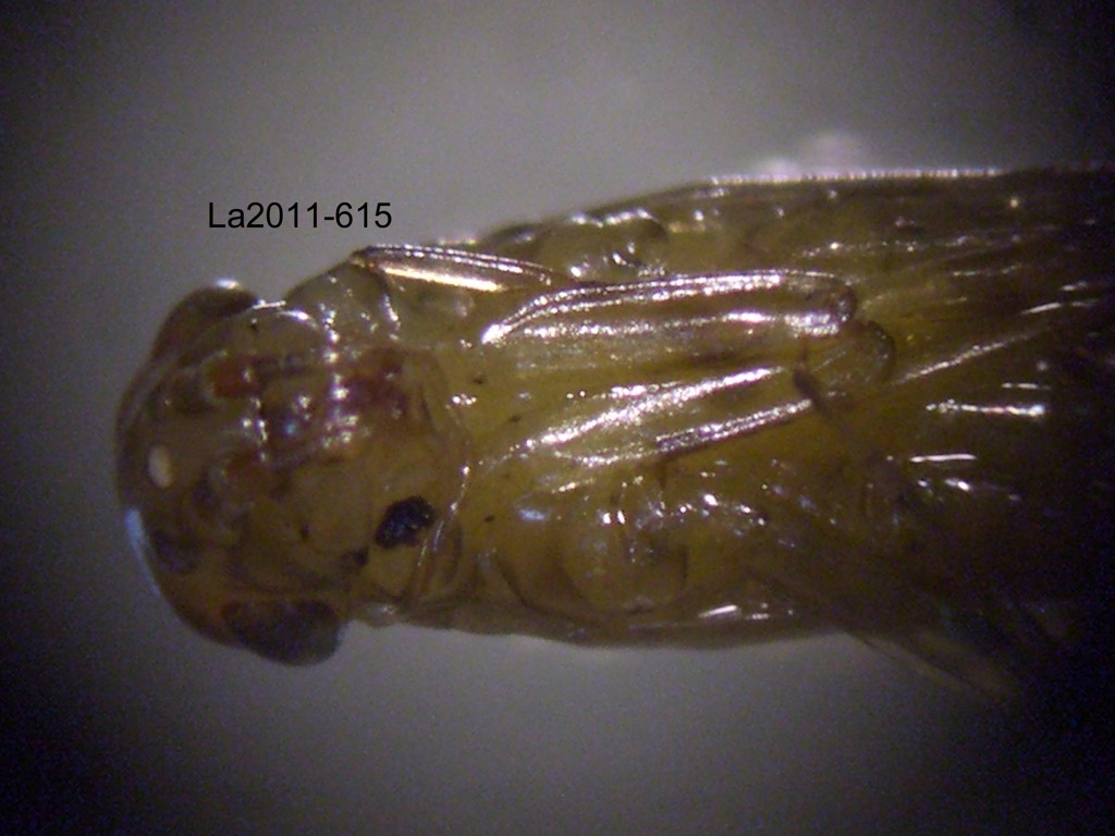 head and thorax ventral
