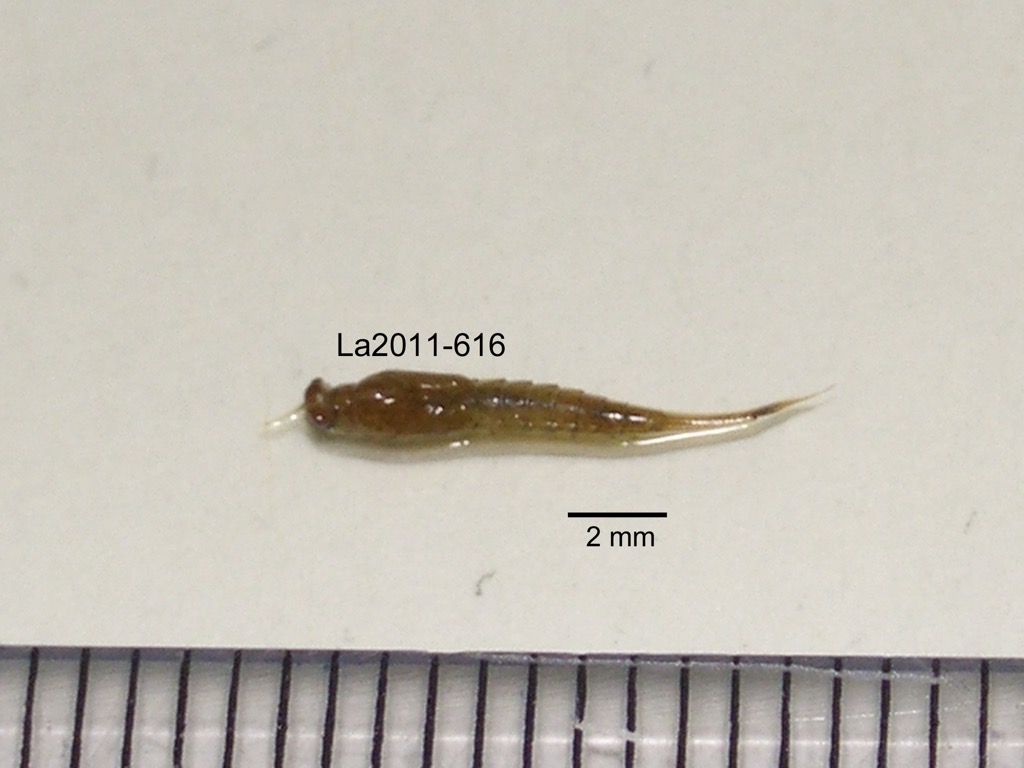 dorsal