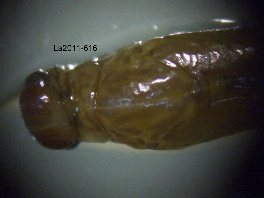 head and thorax dorsal