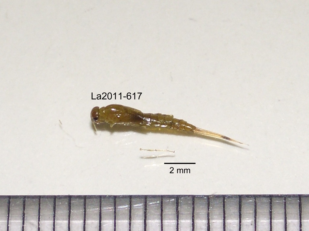 dorsal