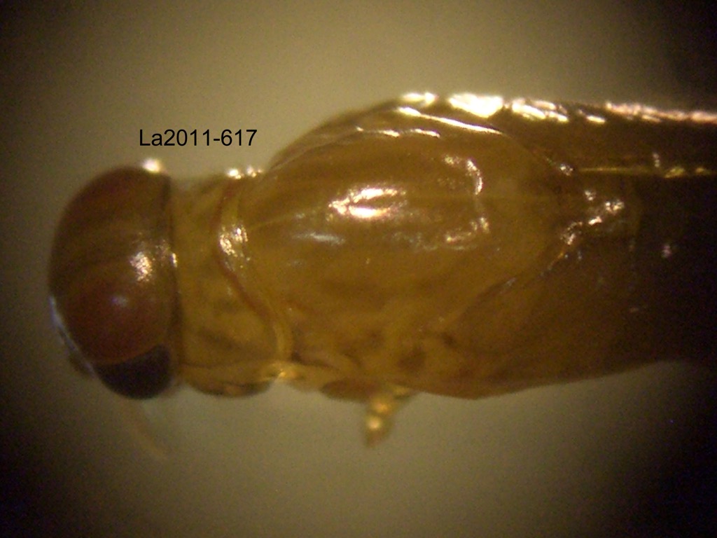 head and thorax dorsal
