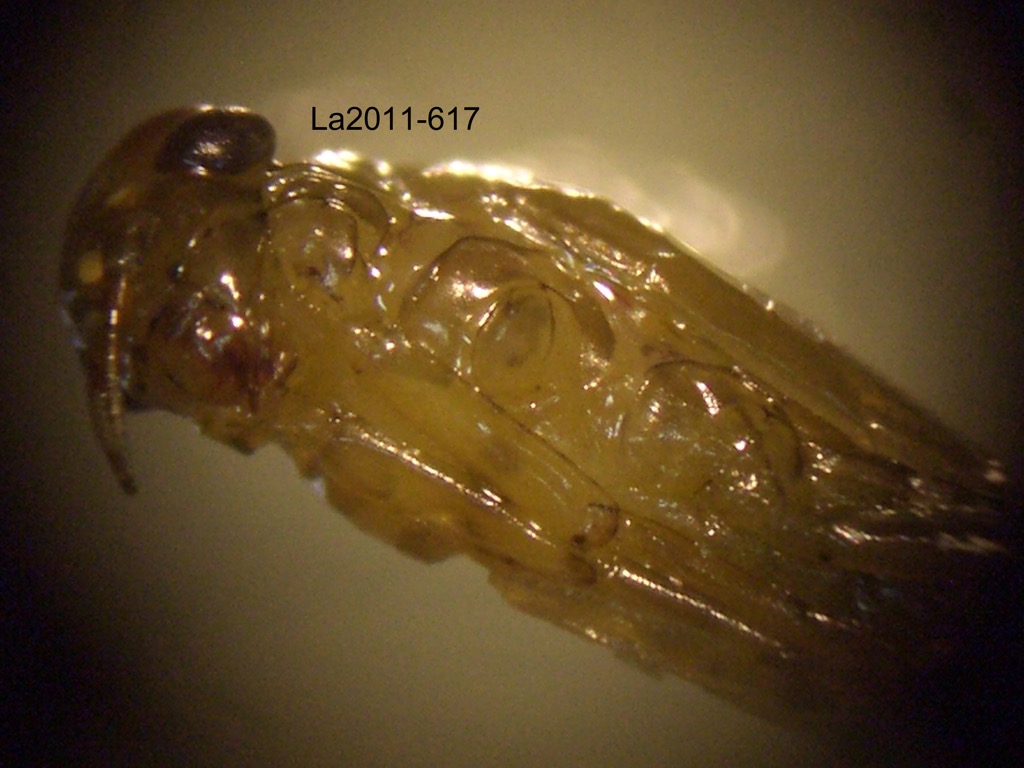 head and thorax ventral
