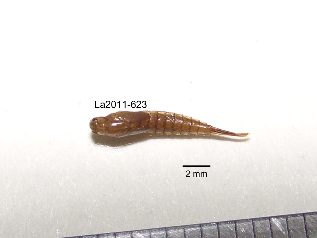 dorsal