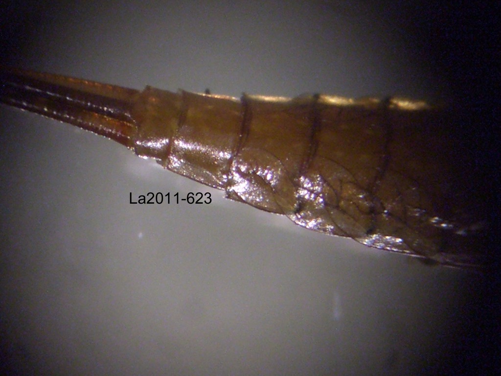 abdominal apex dorsal