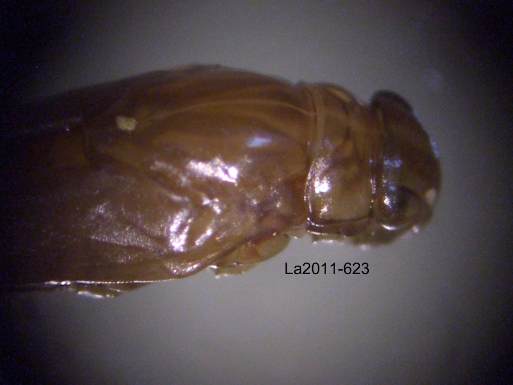 head and thorax dorsal