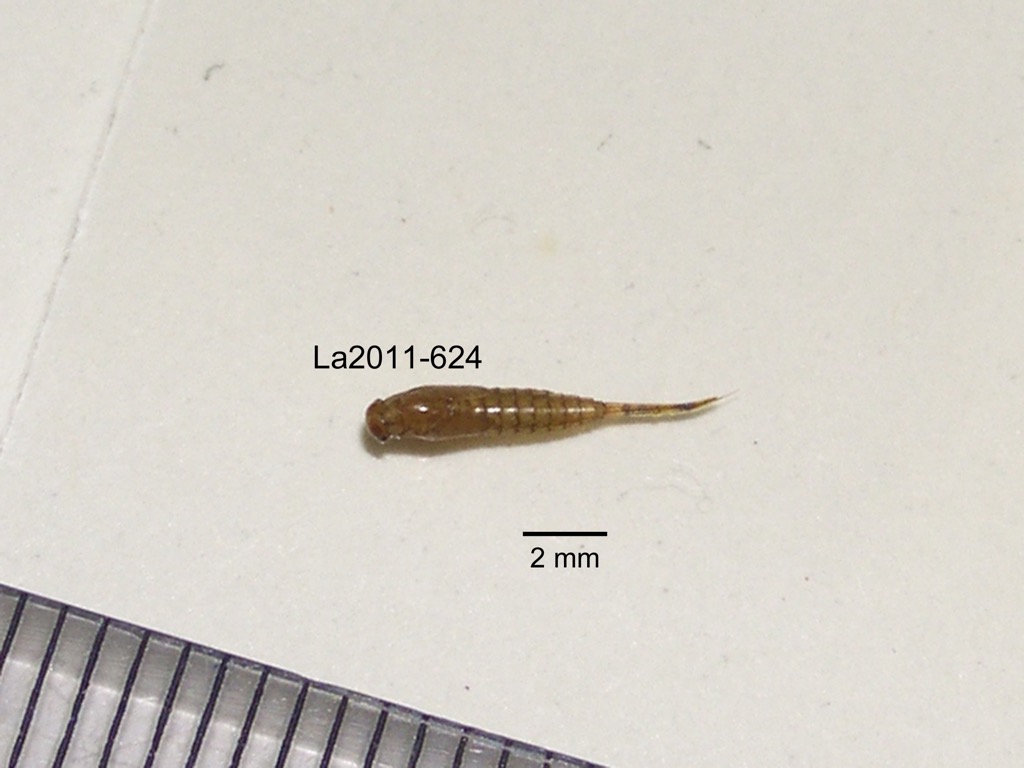 dorsal