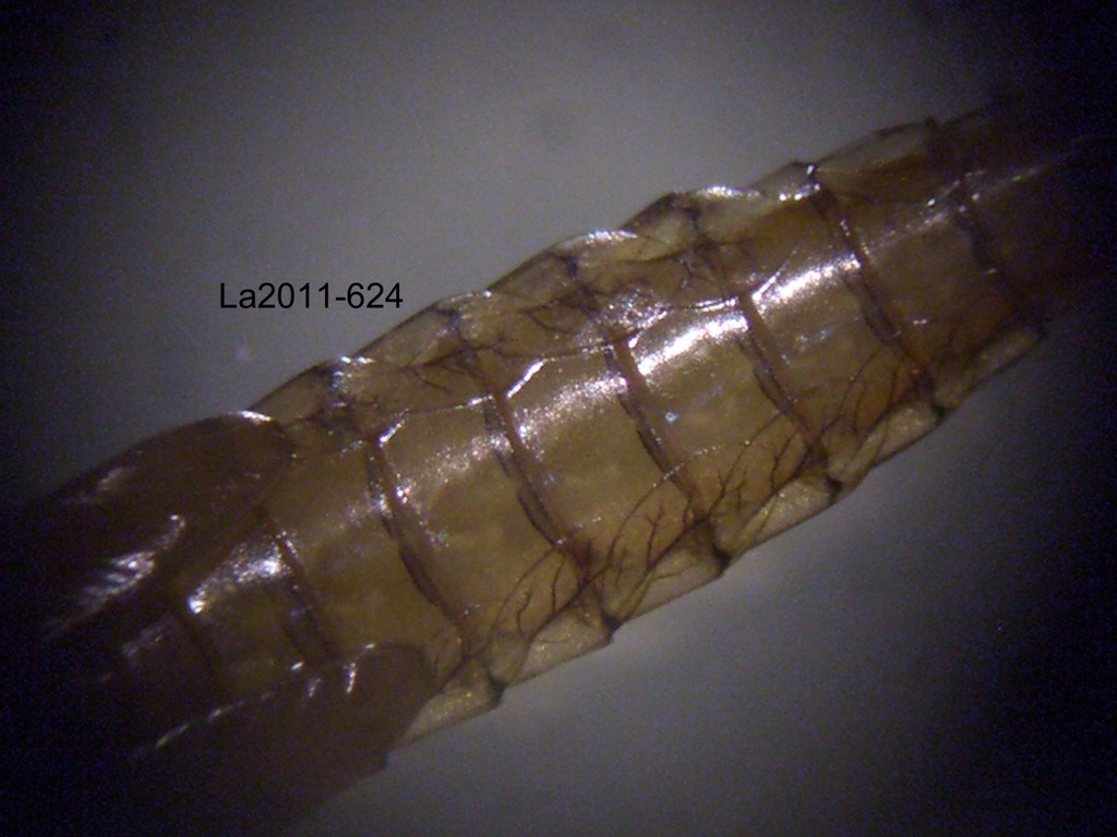 abdomen dorsal