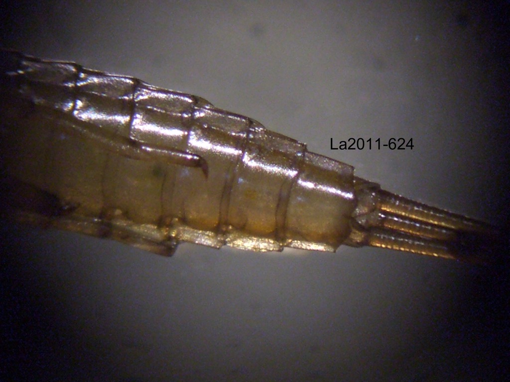 abdominal apex ventral