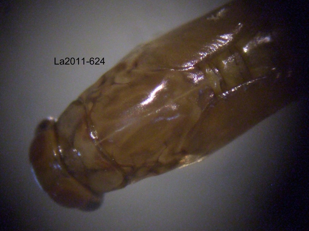 head and thorax dorsal