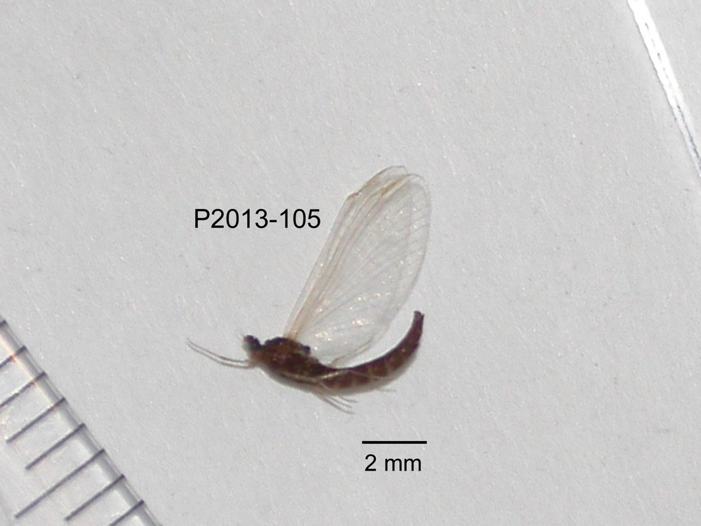 lateral