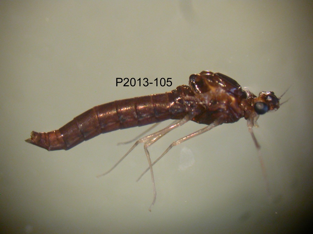 lateral