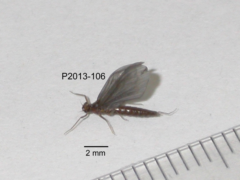 lateral