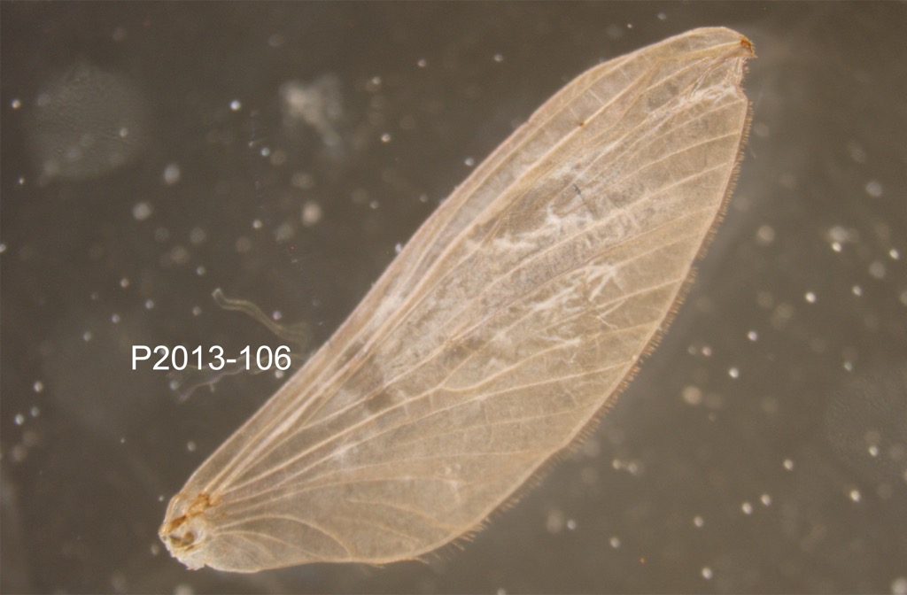 forewing