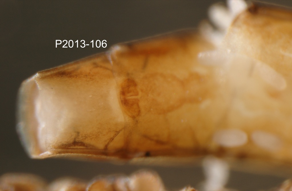 genitalia ventral