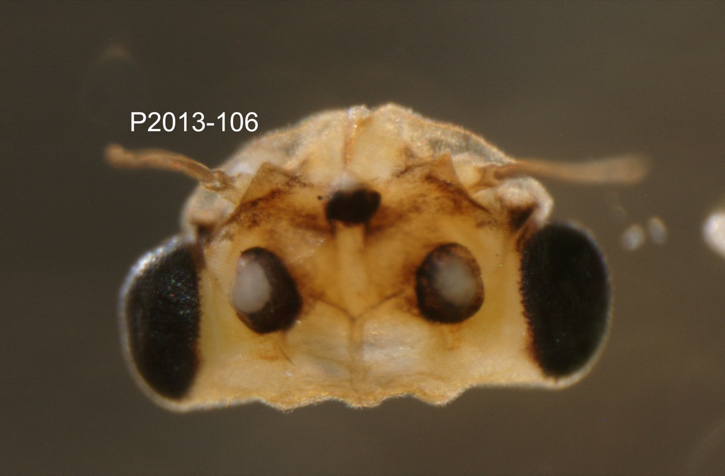 head dorsal