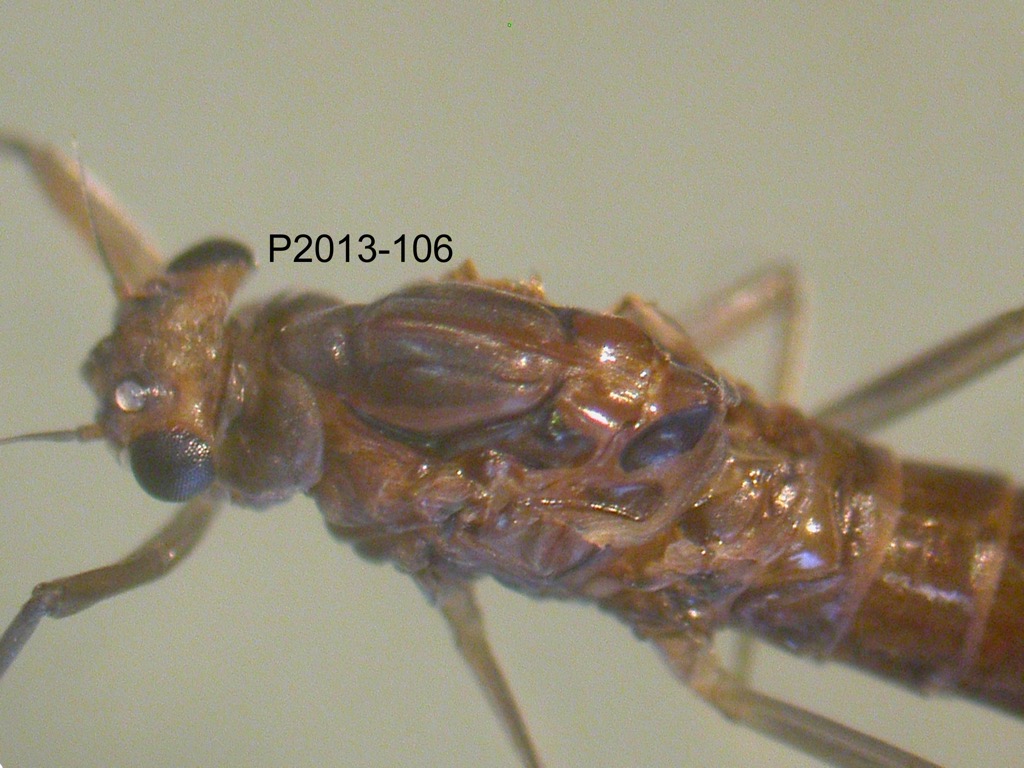 head and thorax dorsal