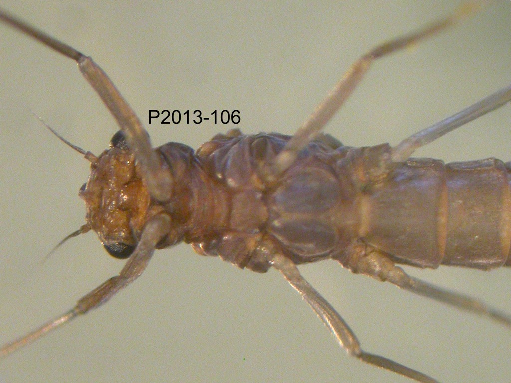 head and thorax ventral