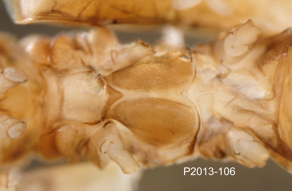 thorax ventral