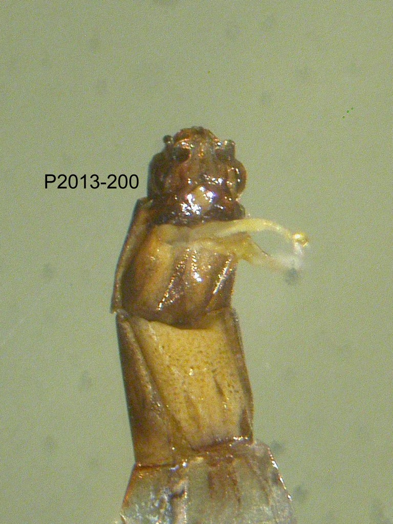 genitalia ventral