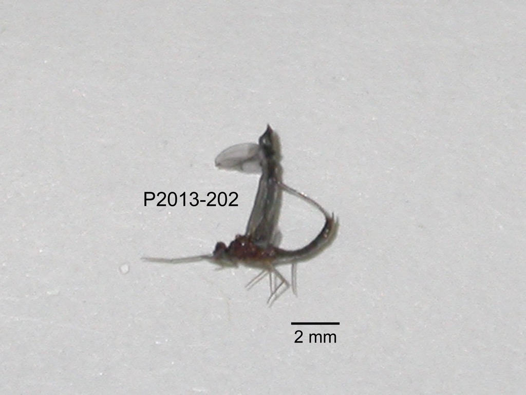 lateral