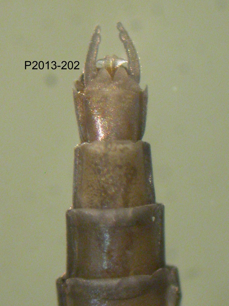 genitalia ventral