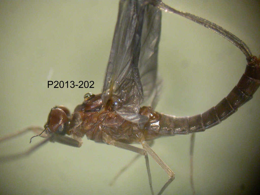 head and thorax lateral