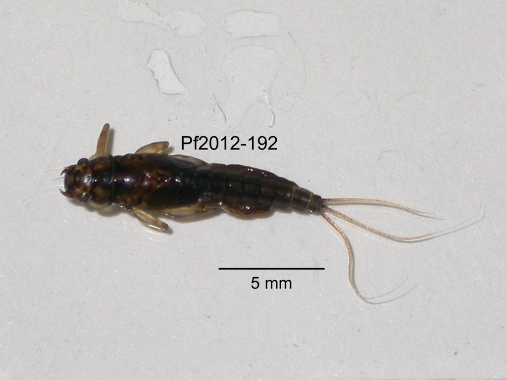 dorsal