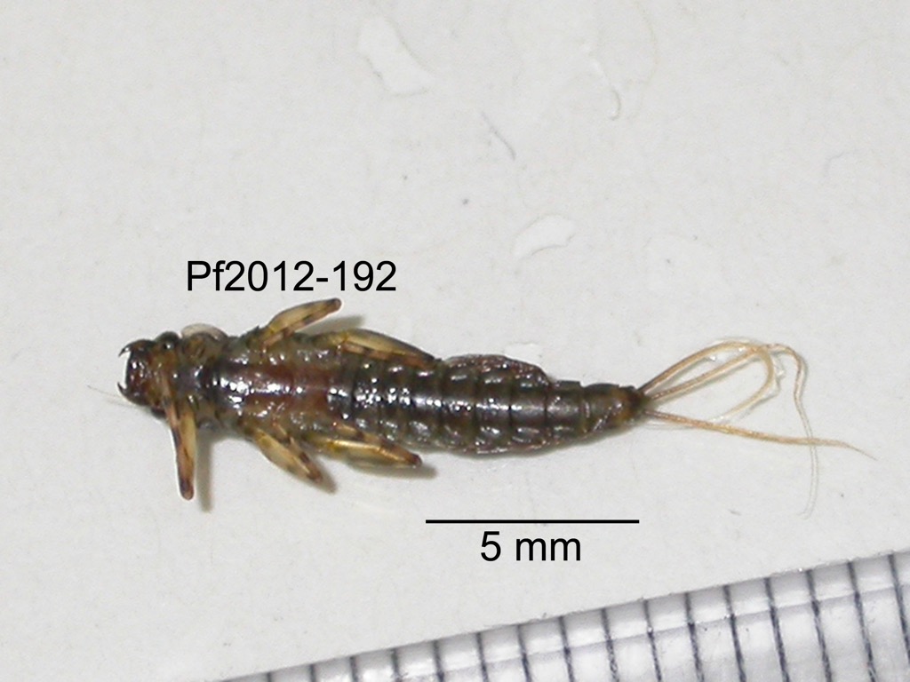 ventral