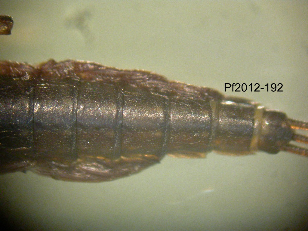 abdomen dorsal