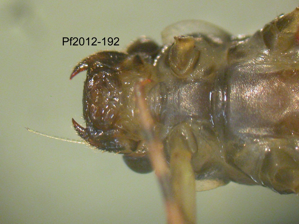 head ventral