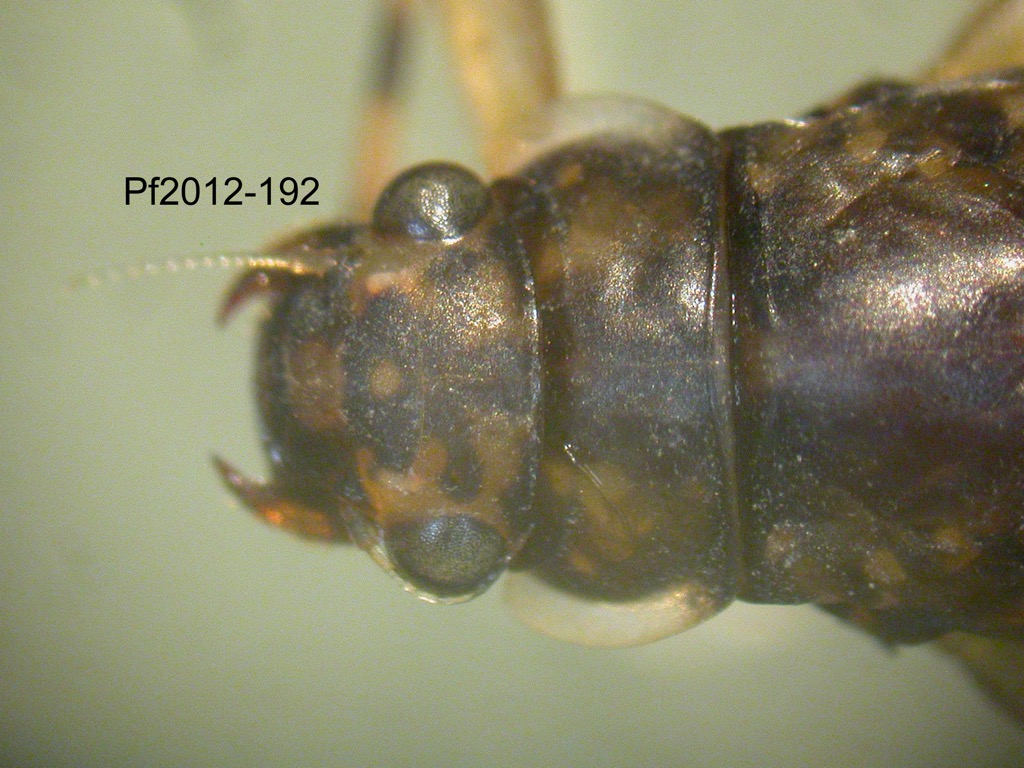head and thorax dorsal